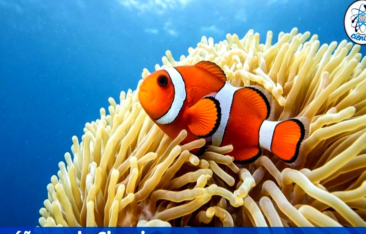 Descubren colonias de coral termorresistentes capaces de sobrevivir a olas de calor marino extremas