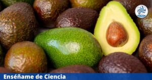 Hallan en Nicaragua un aguacate genéticamente distinto a todas las variedades conocidas; surgió hace 5,000 años
