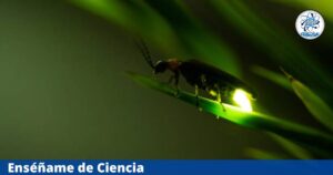 En peligro de extinción la luciérnaga de los Volcanes; podría desaparecer de bosques mexiquenses