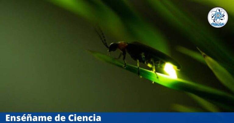 En peligro de extinción la luciérnaga de los Volcanes; podría desaparecer de bosques mexiquenses