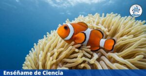 Un estudio advierte que casi la mitad de las especies de coral están en peligro de extinción