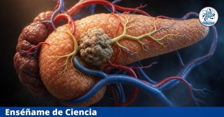 Ensayo clínico identifica un posible beneficio de la vitamina D en el cáncer de páncreas